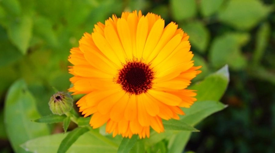 葉黃素推薦：2026年10大品牌評比、挑選原則、網友實測心得