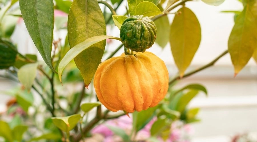 藤黃果能控食慾、降血脂？3大功效、吃法與禁忌一次掌握