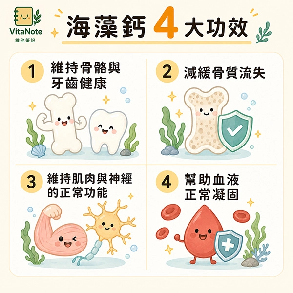 海藻鈣4大功效資訊圖,包含維持骨骼與牙齒健康、減緩骨質流失、維持肌肉與神經正常功能,以及幫助血液正常凝固