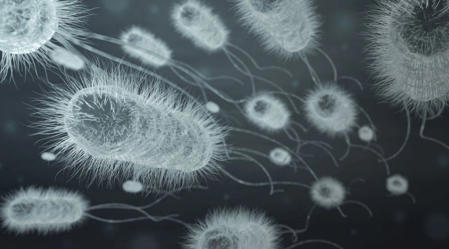 益生元是什麼？與益生菌差在哪？4大功效、常見食物一篇就搞懂！